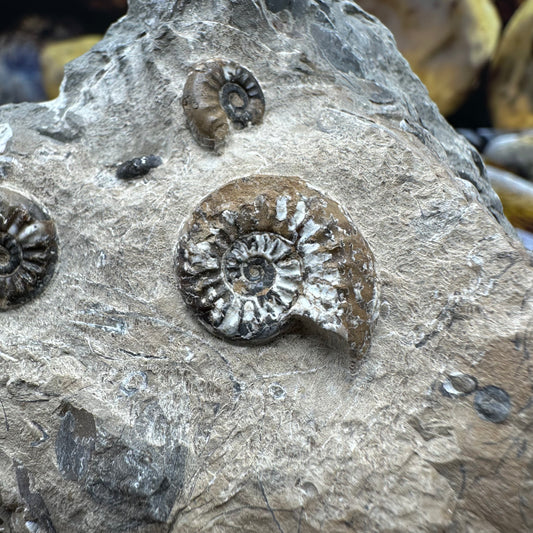 Amaltheus subnodosus ammonite fossil - Whitby, North Yorkshire Jurassic Coast, Yorkshire Fossils