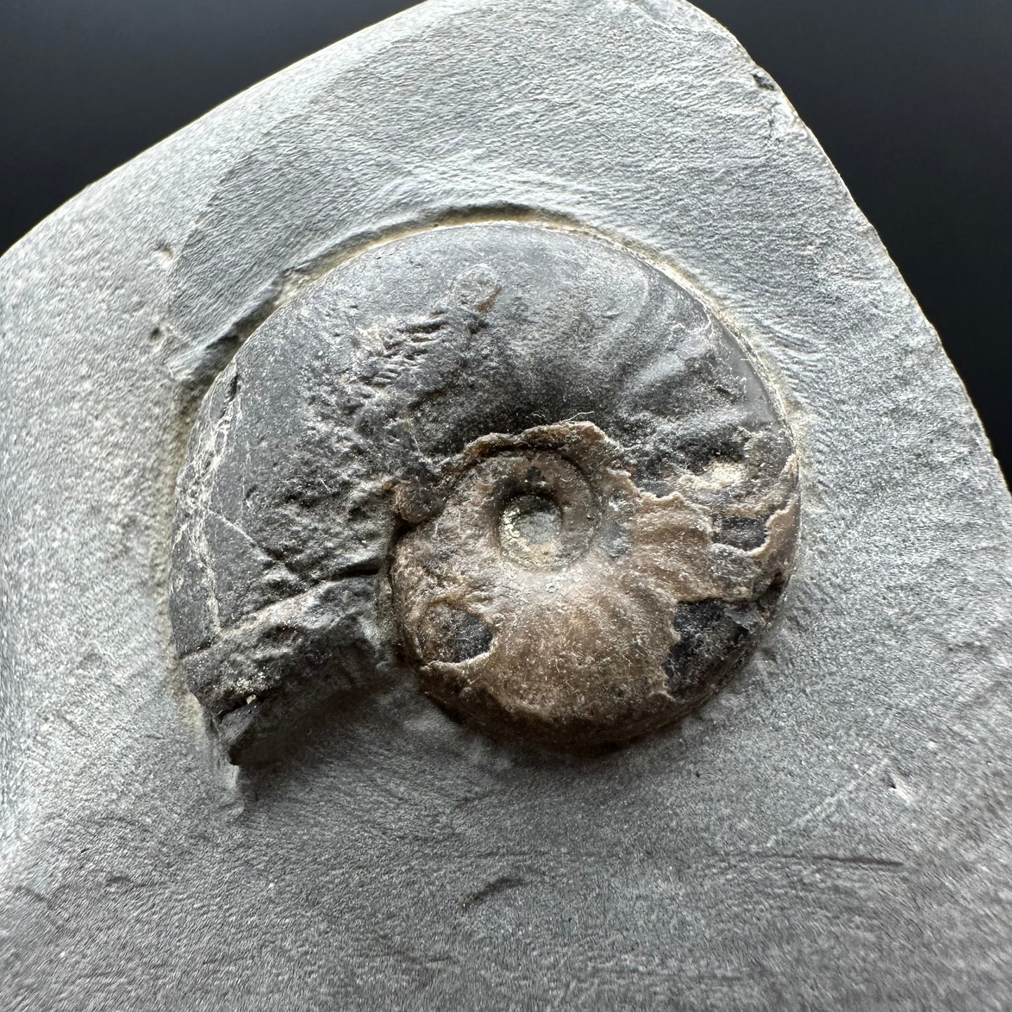 Eleganticeras Elegantulum ammonite fossil with box and stand - Whitby, North Yorkshire Jurassic Coast, Yorkshire Fossils