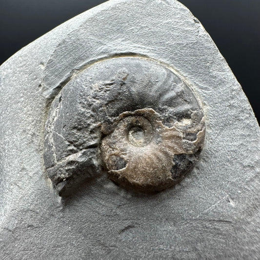 Eleganticeras Elegantulum ammonite fossil with box and stand - Whitby, North Yorkshire Jurassic Coast, Yorkshire Fossils