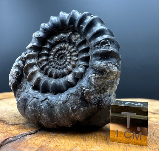 Gagaticeras Ammonite fossil with box and stand - Whitby, North Yorkshire Jurassic Coast Yorkshire Fossils