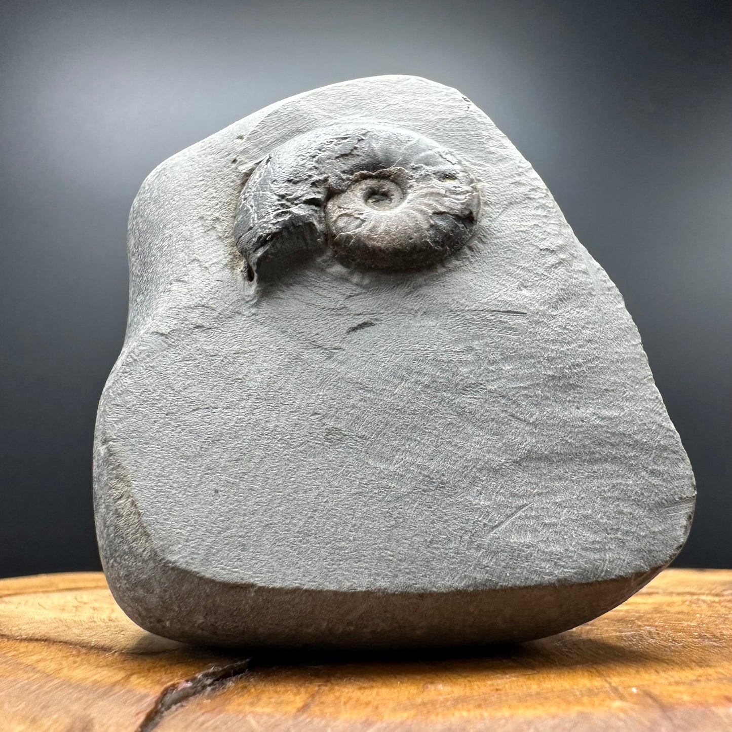 Eleganticeras Elegantulum ammonite fossil with box and stand - Whitby, North Yorkshire Jurassic Coast, Yorkshire Fossils