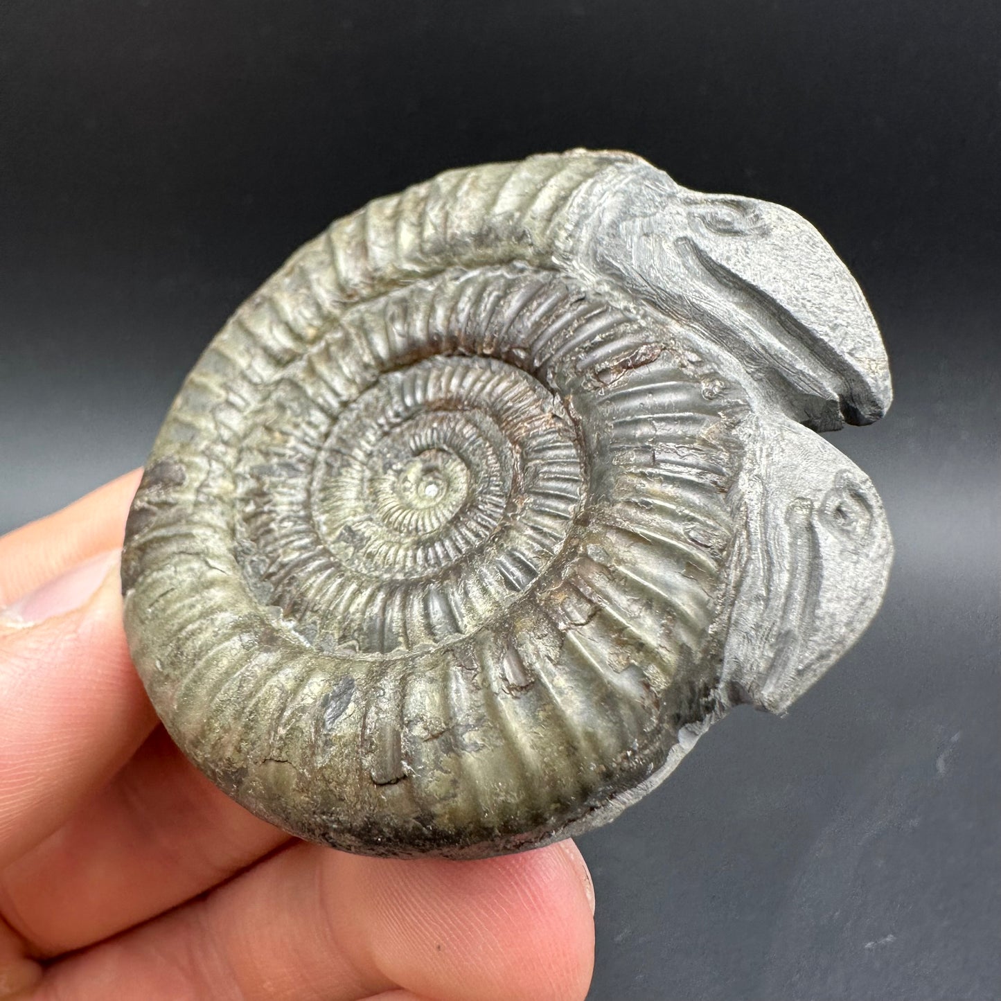 Hydra Snakestone Ammonite Fossil With Bag/Box And Stand - Whitby, North Yorkshire Jurassic Coast Yorkshire Fossils