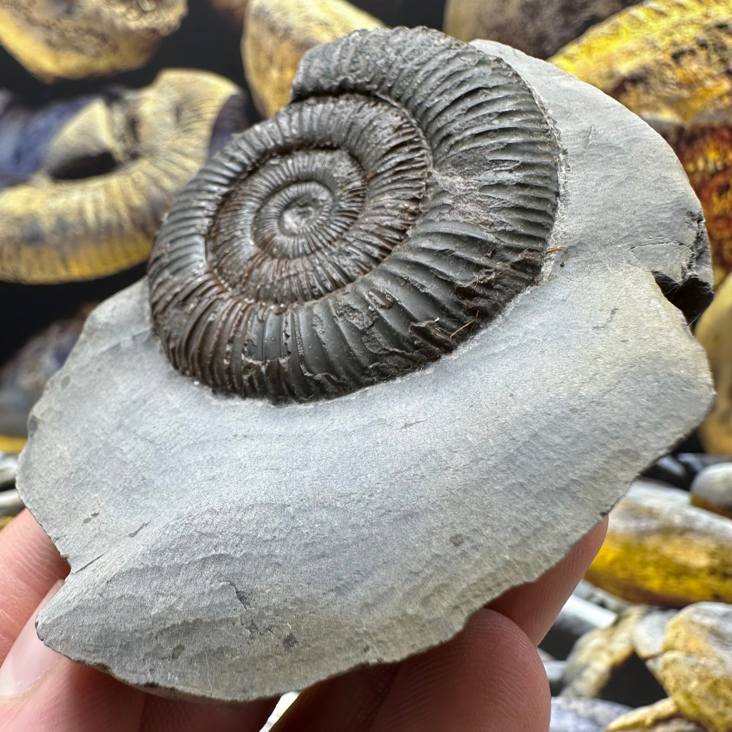 Dactylioceras ammonite fossil - Whitby, North Yorkshire Jurassic Coast Yorkshire Fossils