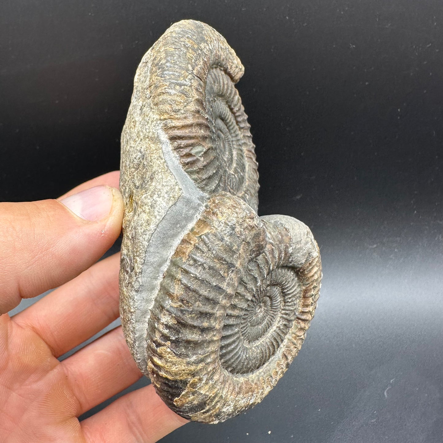 Dactylioceras Ammonite Fossil With Box And Stand - Whitby, North Yorkshire Jurassic Coast Yorkshire Fossils