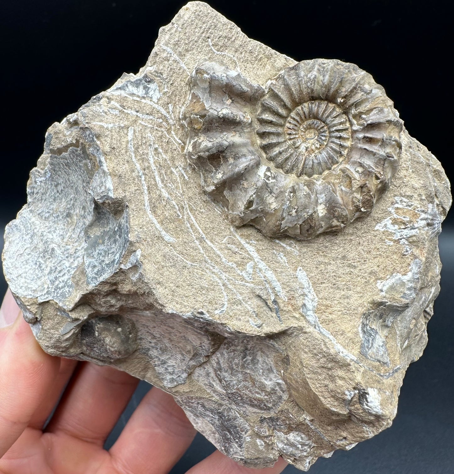 Androgynoceras capricornus Ammonite fossil with box and stand - Whitby, North Yorkshire Jurassic Coast Yorkshire Fossils