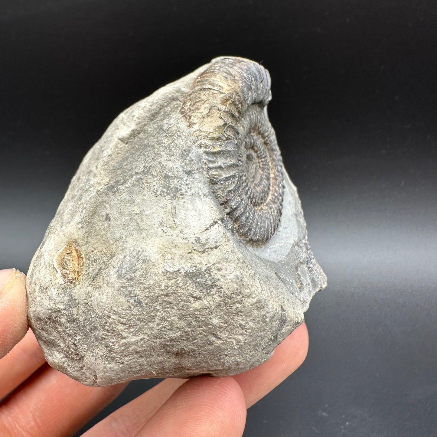 Dactylioceras Ammonite Fossil With Box And Stand - Whitby, North Yorkshire Jurassic Coast Yorkshire Fossils