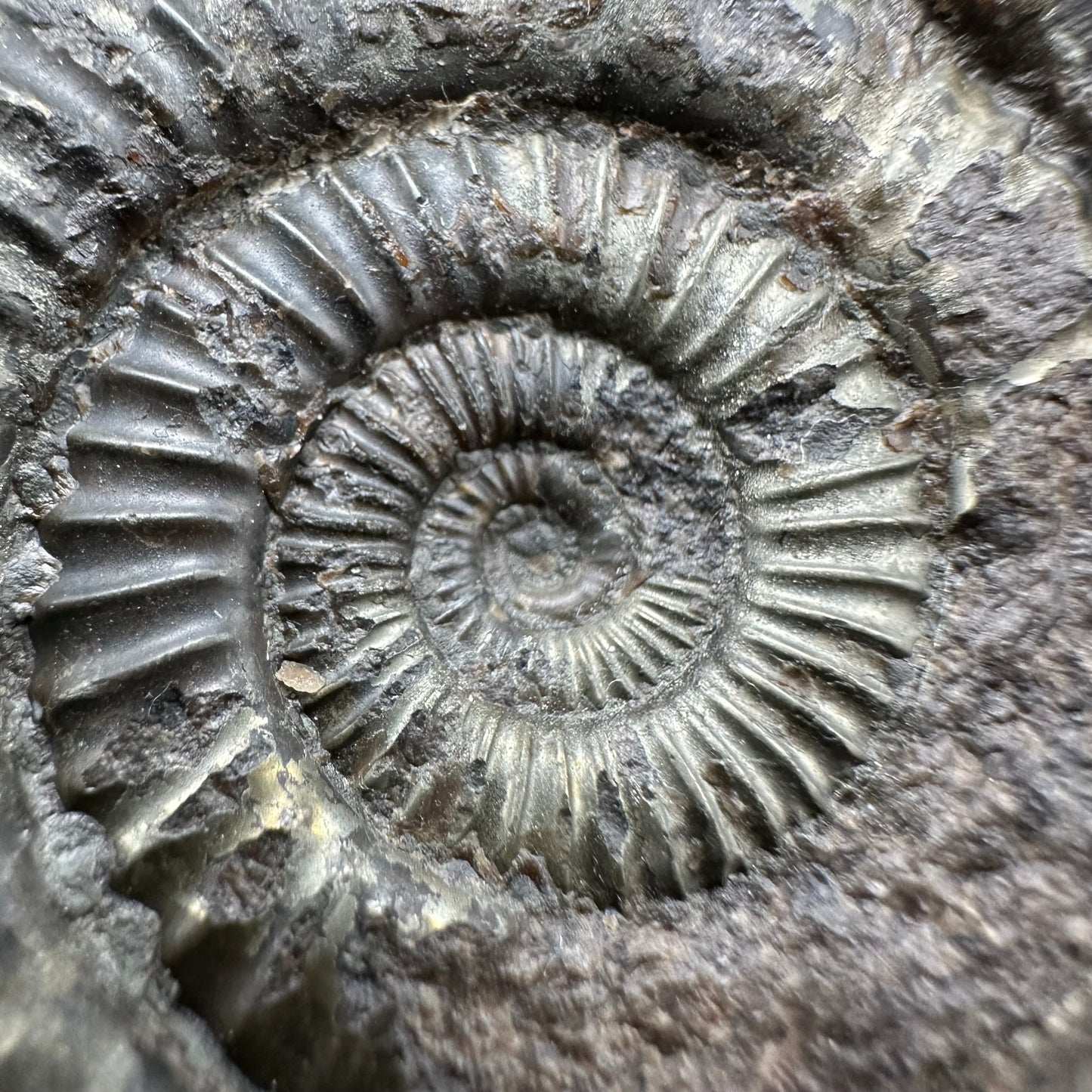 Dactylioceras Ammonite Fossil With Box And Stand - Whitby, North Yorkshire Jurassic Coast Yorkshire Fossils