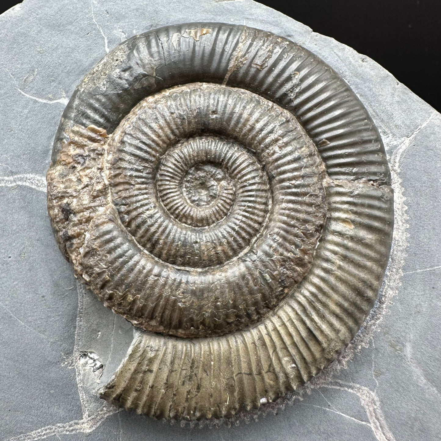 Zugodactylites Ammonite fossil with stand - Whitby, North Yorkshire Jurassic Coast, Yorkshire fossils