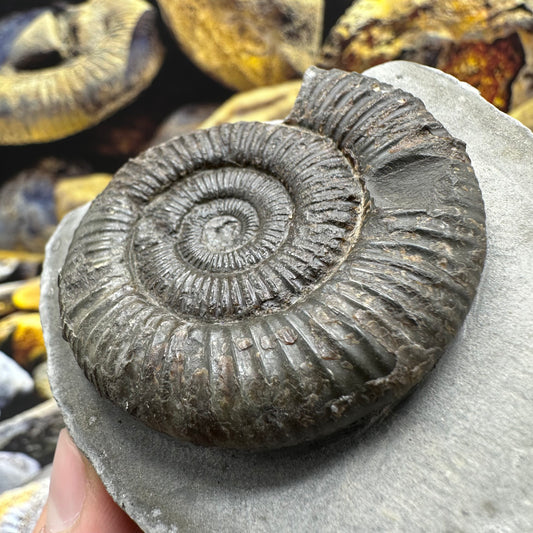 Dactylioceras ammonite fossil - Whitby, North Yorkshire Jurassic Coast