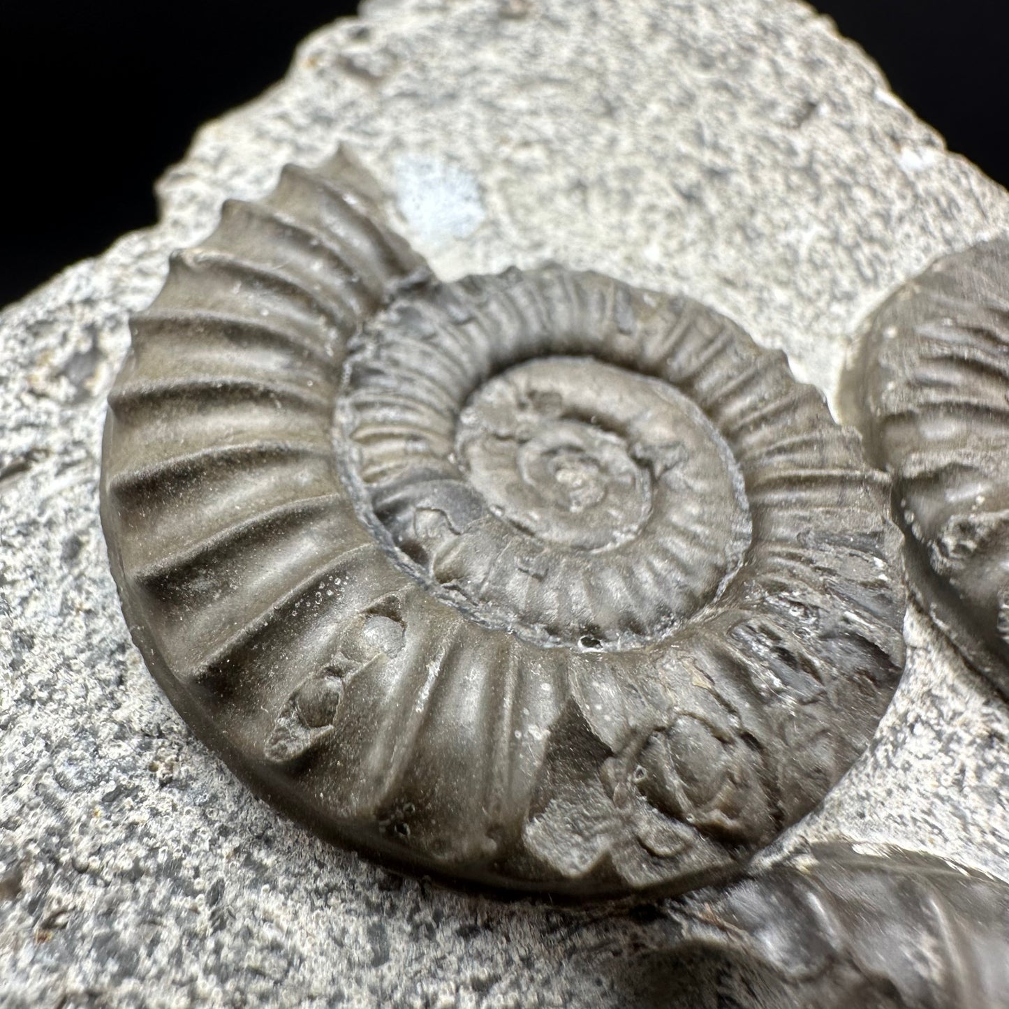 Arnioceras ammonite shell fossil with box and stand - Whitby, North Yorkshire Jurassic Coast Yorkshire Fossils