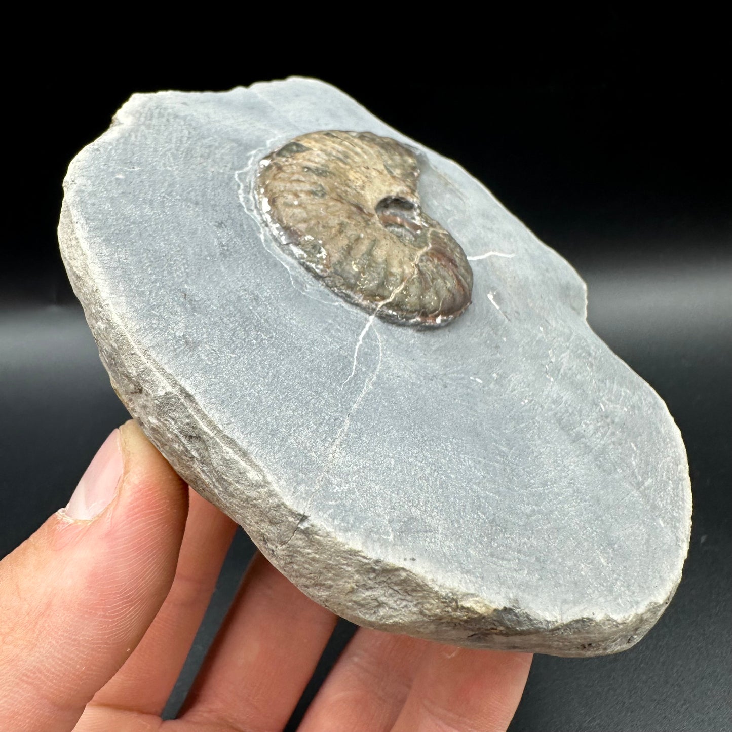 Pseudolioceras lythense Ammonite fossil with box and stand - Whitby, North Yorkshire, Yorkshire Fossils on the Jurassic Coast