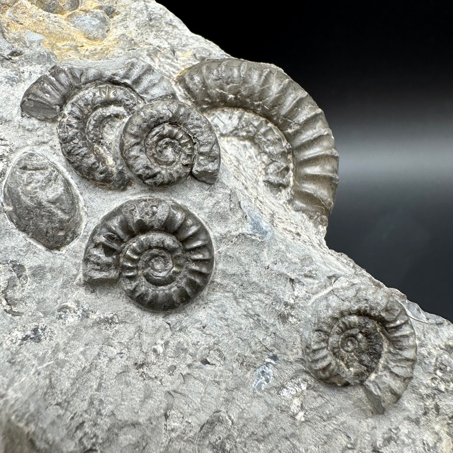 Arnioceras ammonite shell fossil with stand - Whitby, North Yorkshire Jurassic Coast Yorkshire Fossils