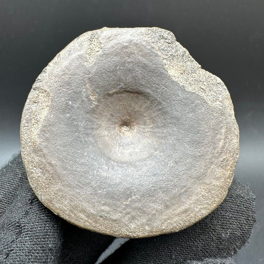 Ichthyosaur Vertebra fossil with box and stand - Whitby, North Yorkshire Jurassic Coast, Yorkshire fossils found on the Jurassic Coast