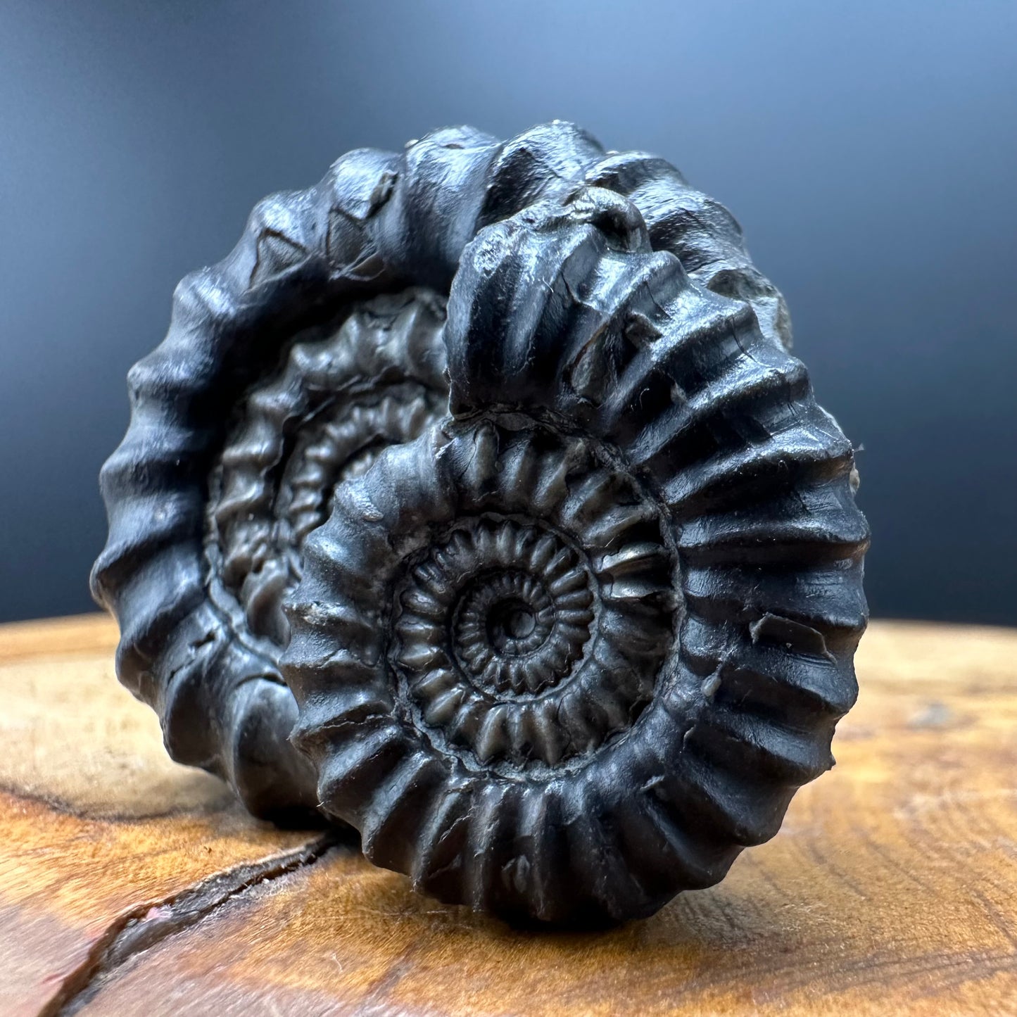 Gagaticeras Ammonite fossil with box and stand - Whitby, North Yorkshire Jurassic Coast Yorkshire Fossils