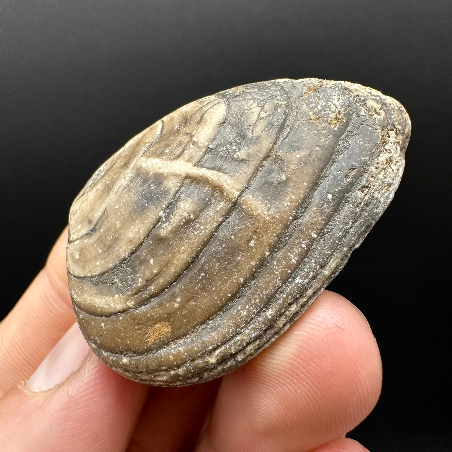 Shell fossil with box and stand - Whitby, North Yorkshire, Jurassic Coast, Yorkshire Fossils