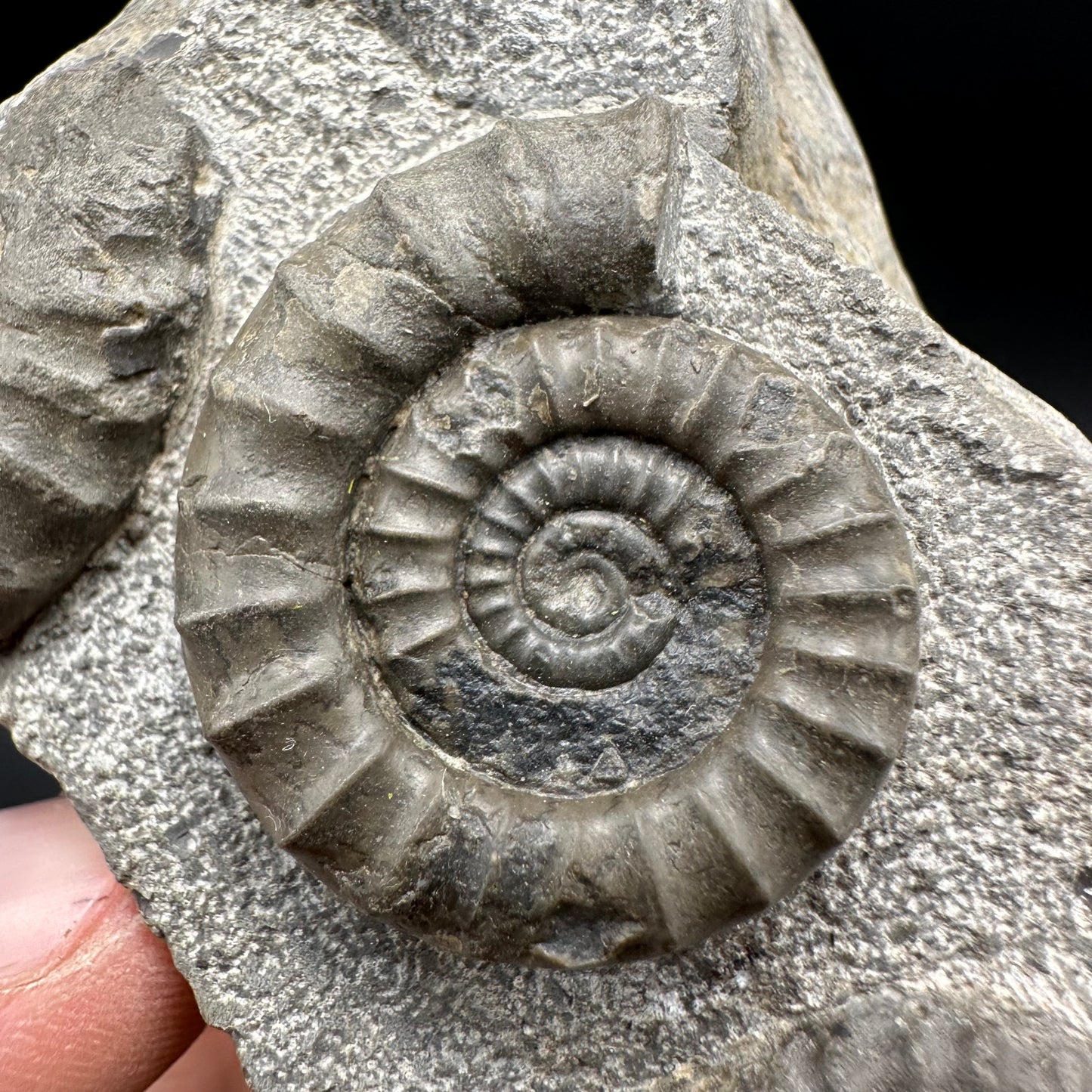 Arnioceras ammonite shell fossil with box and stand - Whitby, North Yorkshire Jurassic Coast Yorkshire Fossils