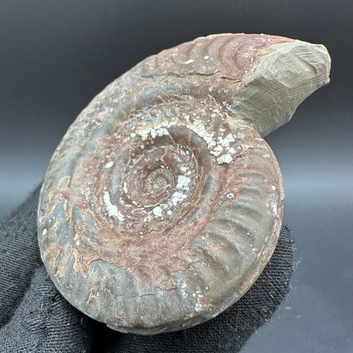 Hildoceras Bifrons Ammonite fossil with box and stand - Whitby, North Yorkshire Jurassic Coast, Yorkshire Fossils from the Jurassic Coast