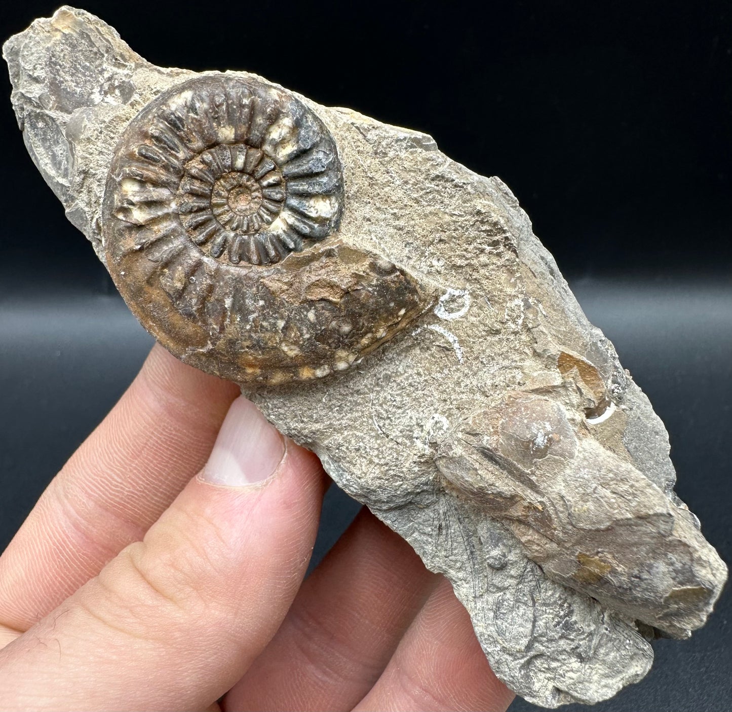 Amaltheus subnodosus Ammonite fossil with box and stand - Whitby, North Yorkshire Jurassic Coast Yorkshire Fossils