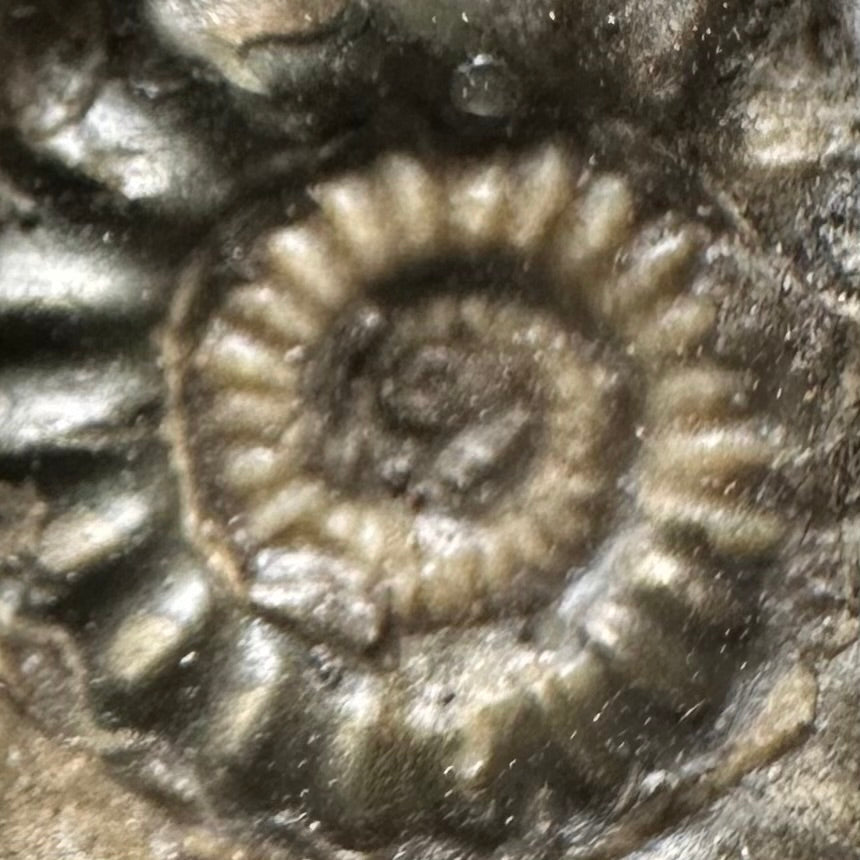 Gagaticeras Ammonite fossil with box and stand - Whitby, North Yorkshire Jurassic Coast Yorkshire Fossils