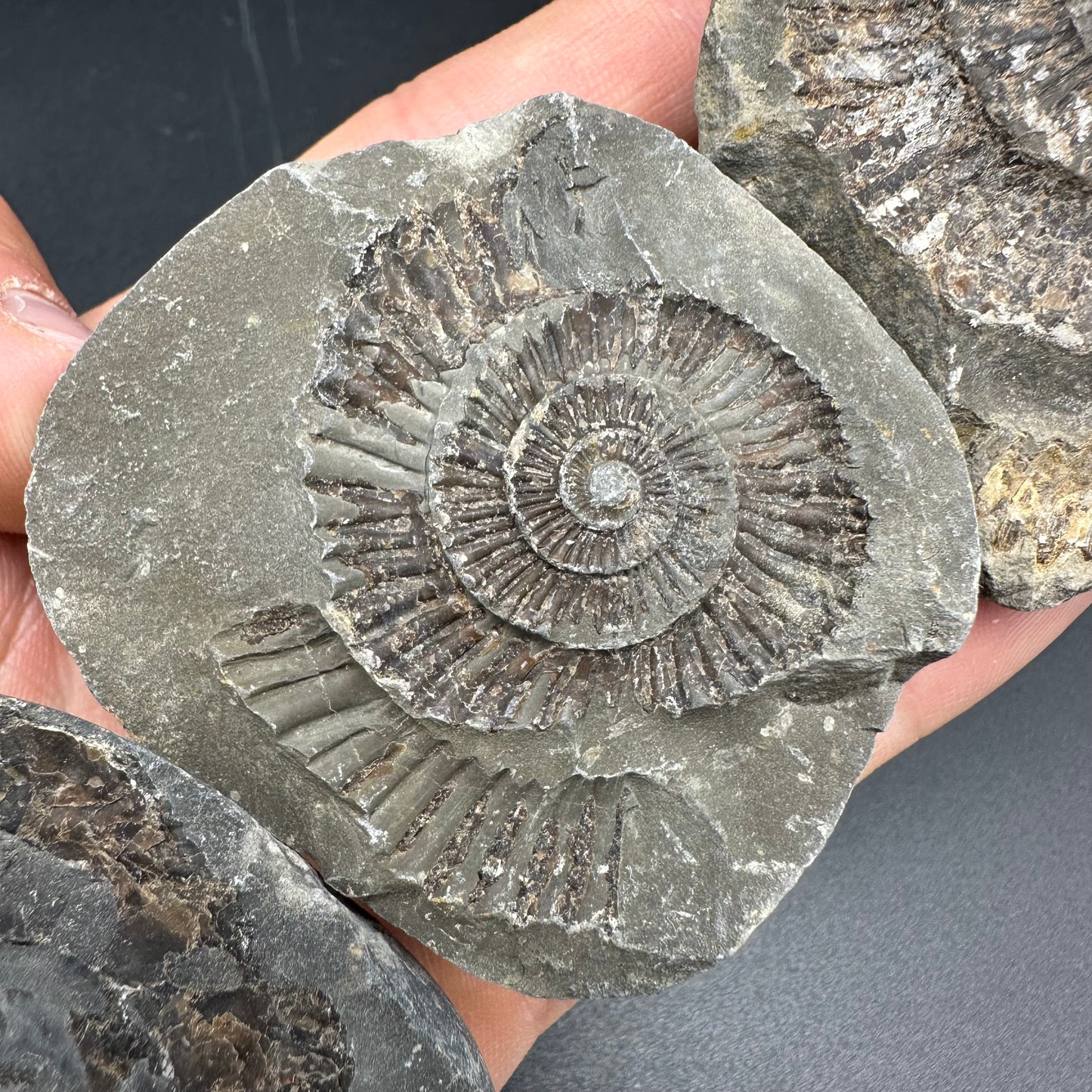 Dactylioceras imprint (negative) bundle ammonite shell fossil with box - Whitby, North Yorkshire, Yorkshire Fossils