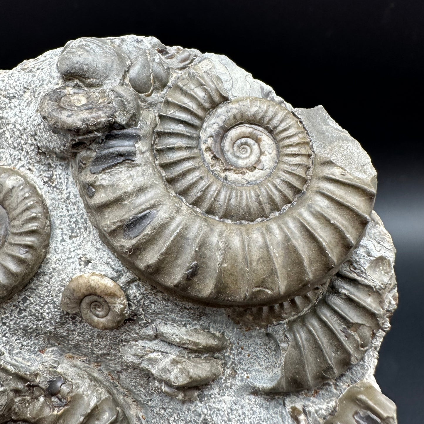 Arnioceras ammonite shell fossil with box and stand - Whitby, North Yorkshire Jurassic Coast Yorkshire Fossils
