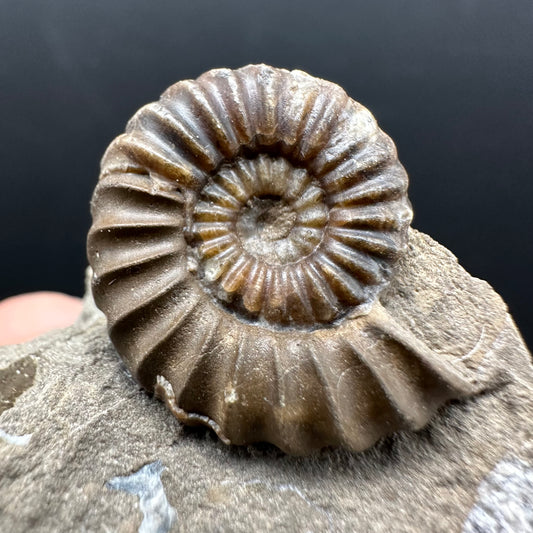 Androgynoceras capricornus Ammonite Fossil With Stand - Whitby, North Yorkshire Jurassic Coast Yorkshire Fossils