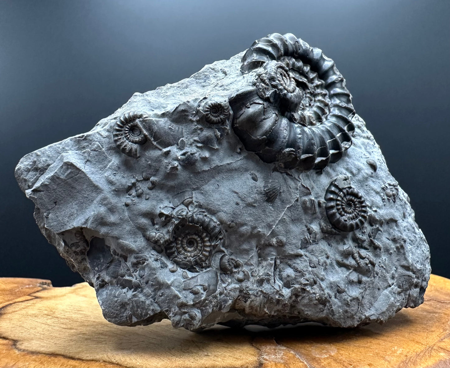 Gagaticeras Ammonite fossil with box and stand - Whitby, North Yorkshire Jurassic Coast Yorkshire Fossils