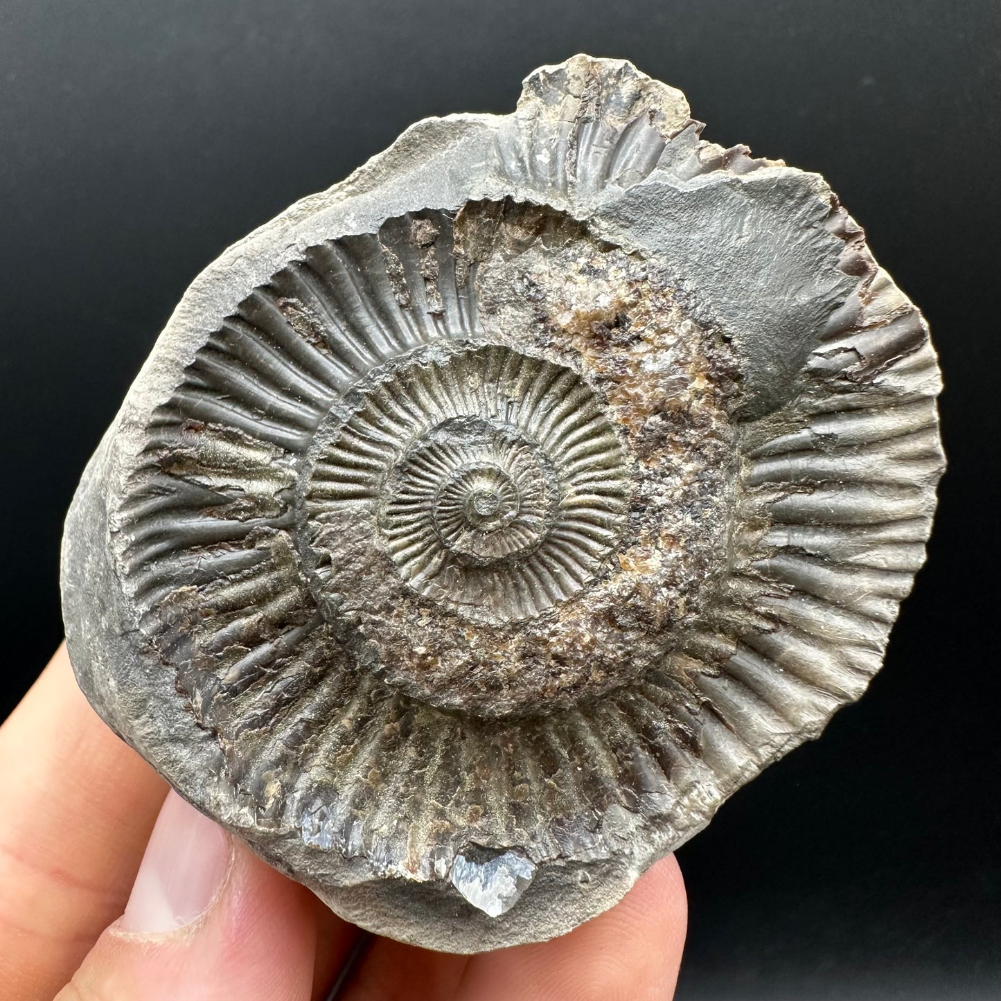 Dactylioceras Ammonite nodule (split pair) Fossil With Box And Stand - Whitby, North Yorkshire Jurassic Coast Yorkshire Fossils