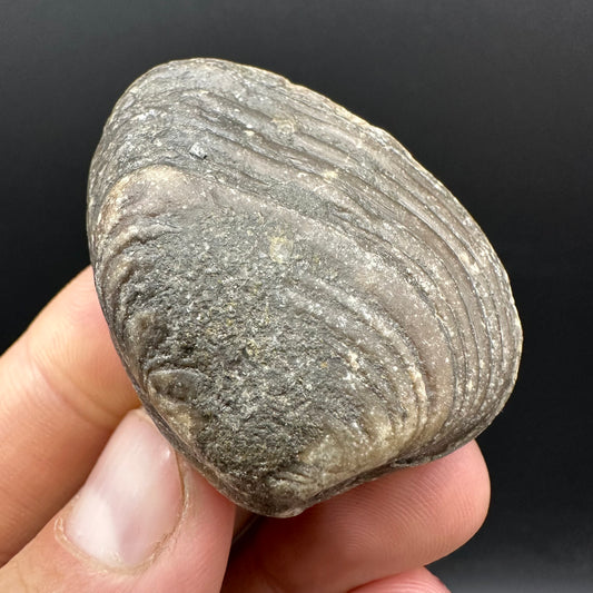 Shell fossil with box and stand - Whitby, North Yorkshire, Jurassic Coast, Yorkshire Fossils