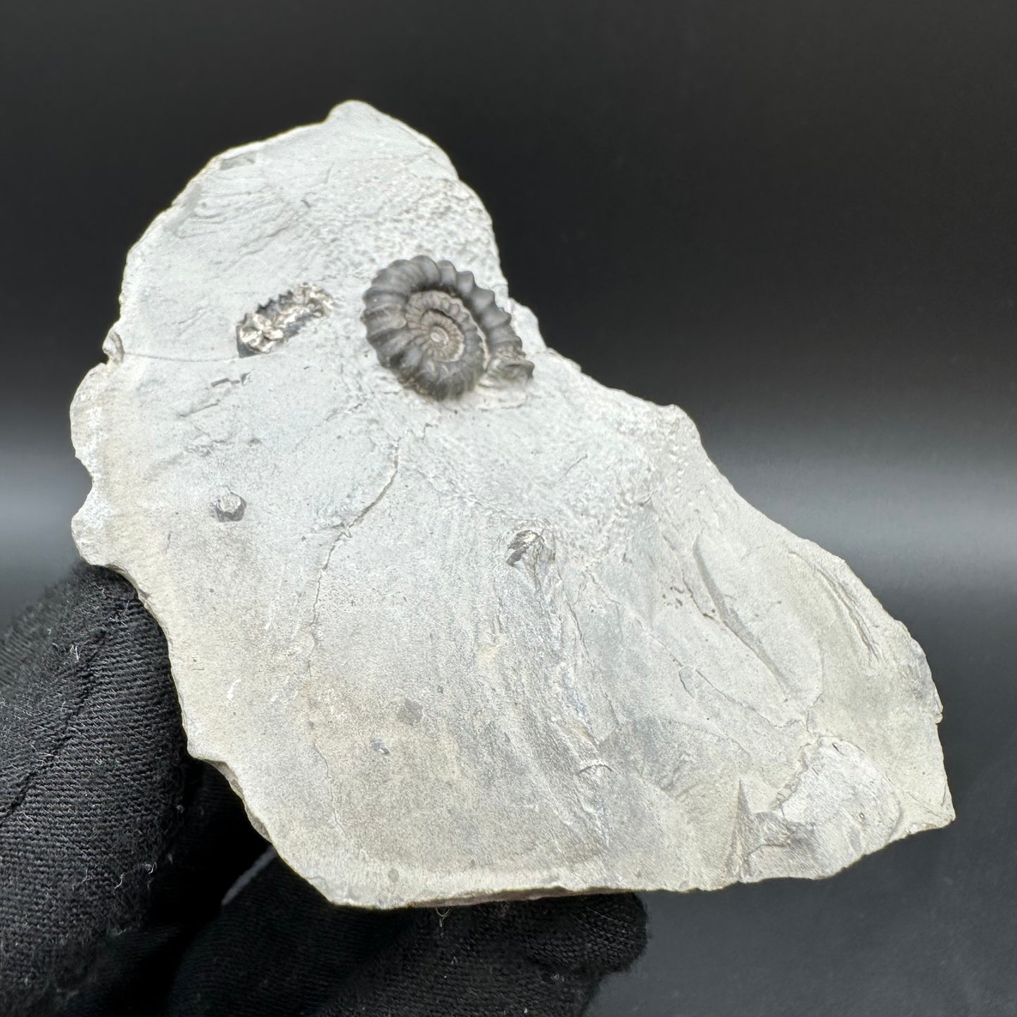Gagaticeras Ammonite fossil with box and stand - Whitby, North Yorkshire Jurassic Coast Yorkshire Fossils