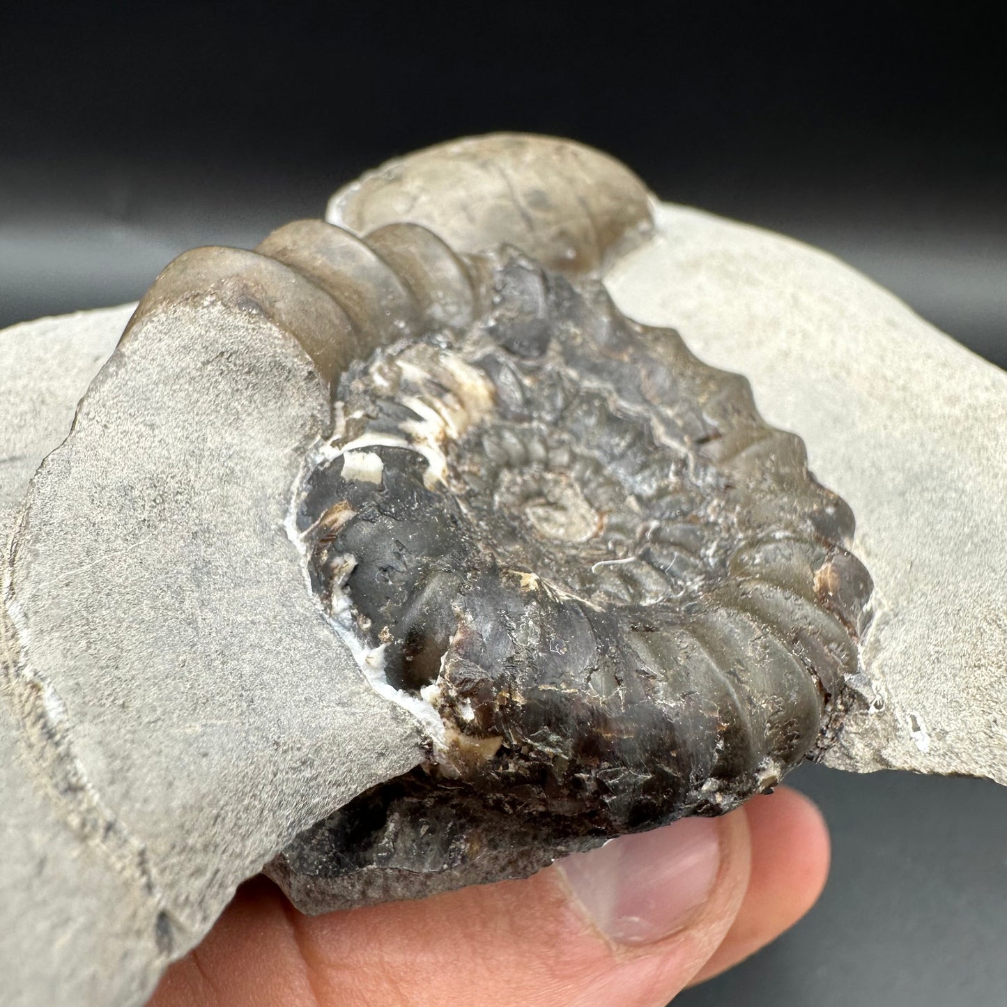 Androgynoceras maculatum ammonite fossil with box and stand - Whitby, North Yorkshire Jurassic Coast Yorkshire Fossils