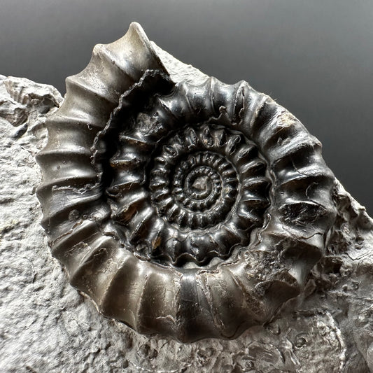 Gagaticeras Ammonite fossil with box and stand - Whitby, North Yorkshire Jurassic Coast Yorkshire Fossils