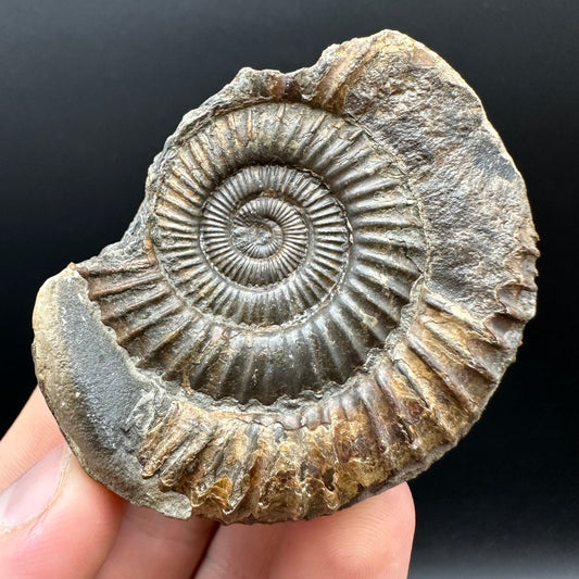 Dactylioceras Ammonite nodule (split pair) Fossil With Box And Stand - Whitby, North Yorkshire Jurassic Coast Yorkshire Fossils
