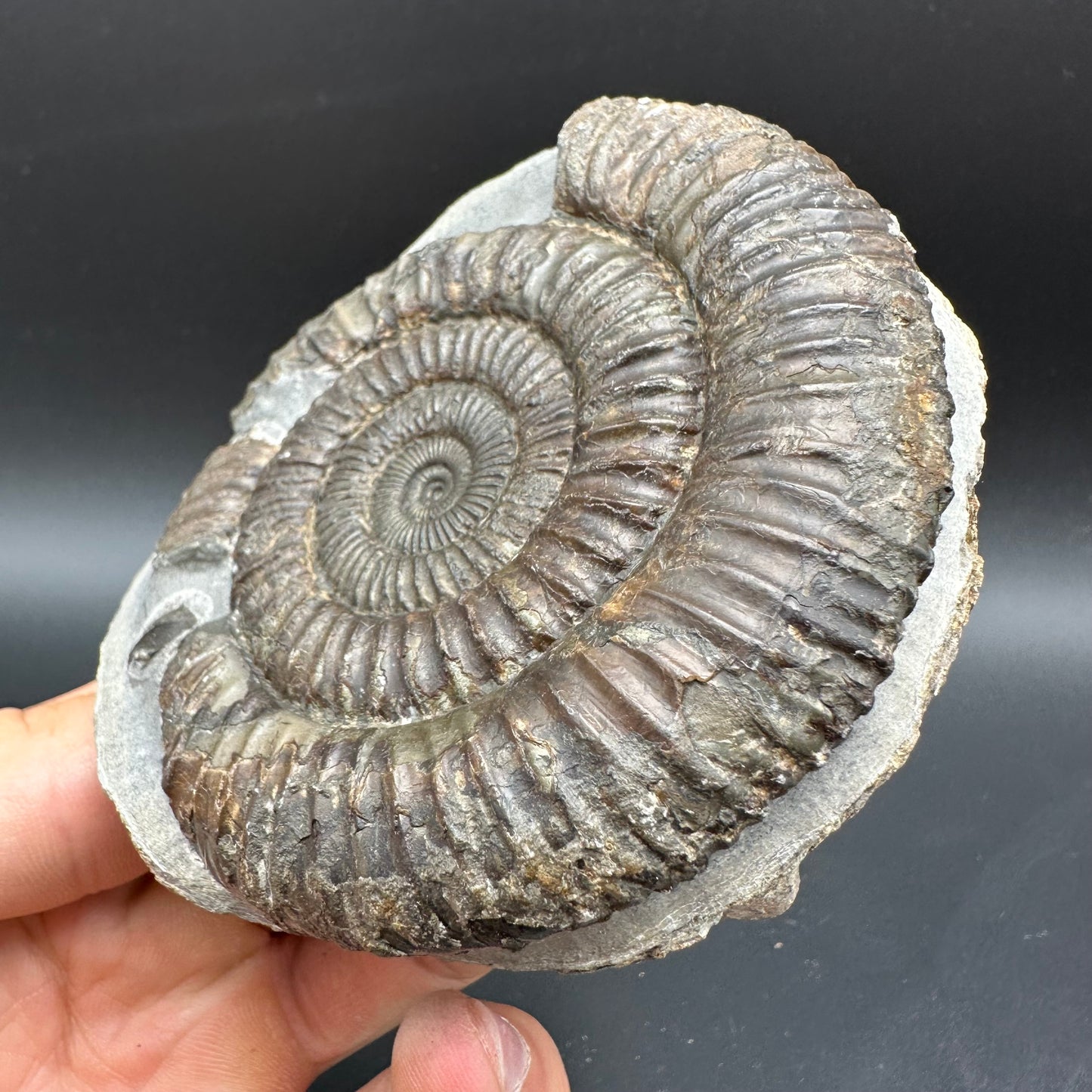 Dactylioceras Ammonite Fossil With box and Stand - Whitby, North Yorkshire Jurassic Coast Yorkshire Fossils