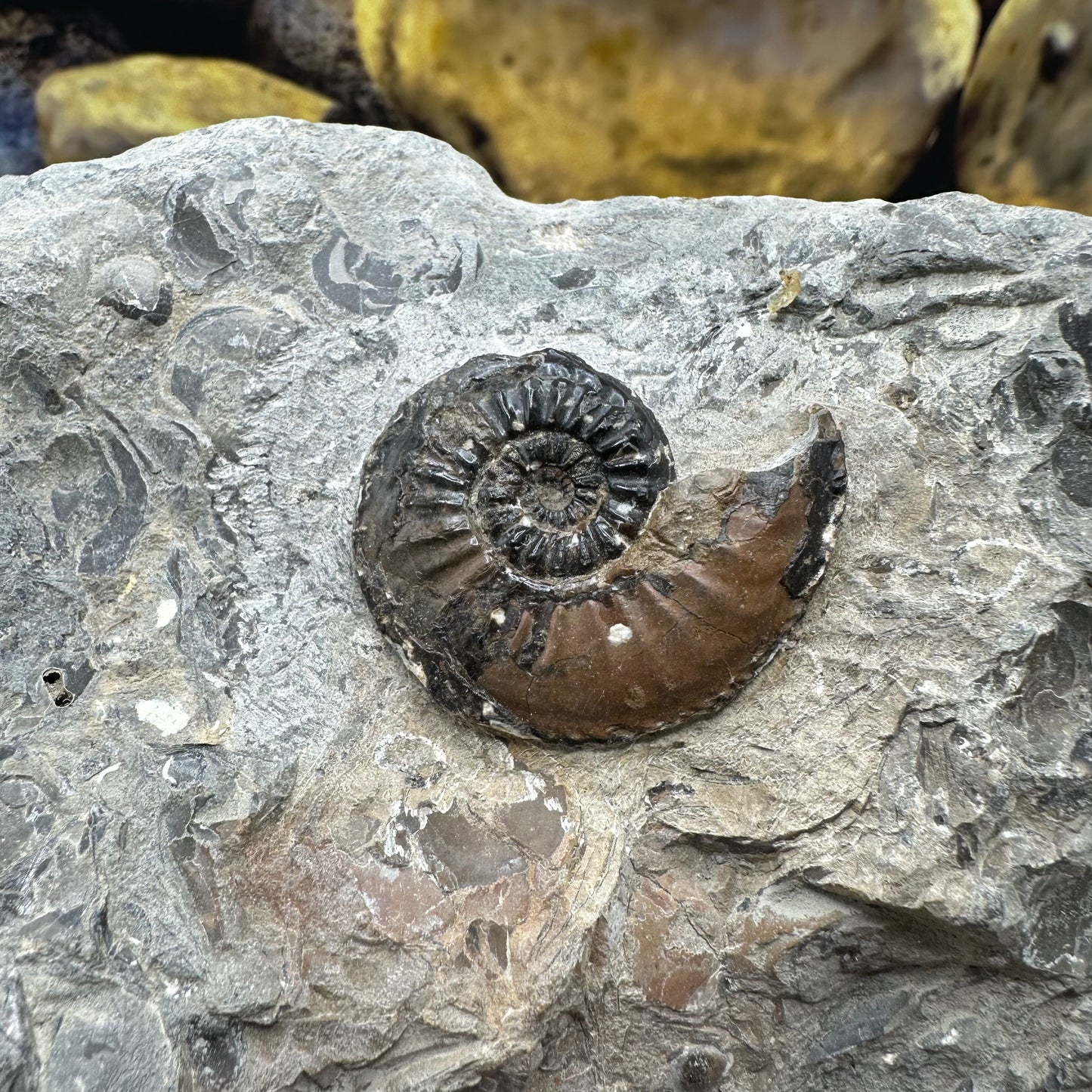 Amaltheus subnodosus ammonite fossil - Whitby, North Yorkshire Jurassic Coast, Yorkshire Fossils