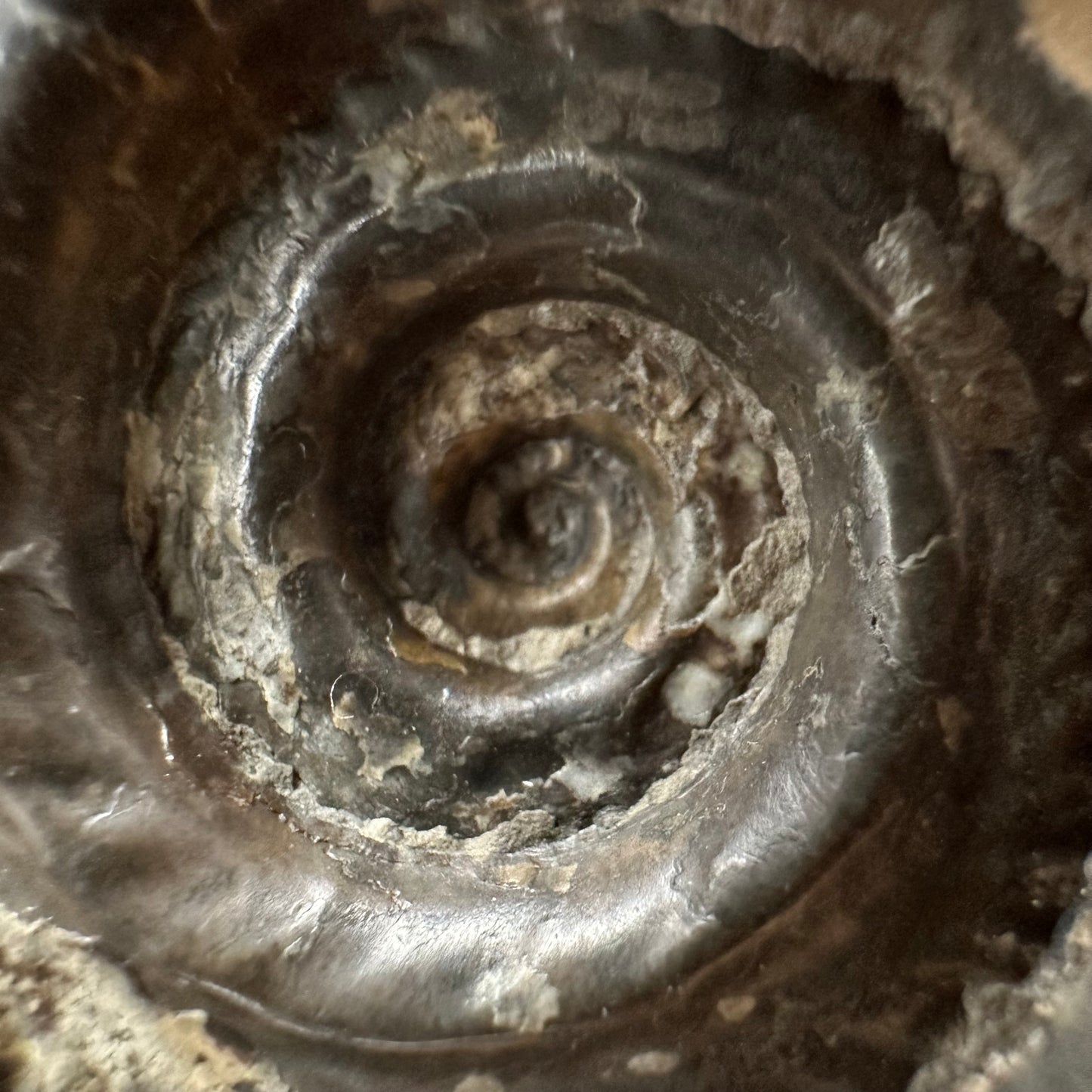Golden Hildoceras lusitanicum Ammonite fossil with box and stand - Whitby, North Yorkshire, Jurassic Coast, Yorkshire Fossils from the Jurassic Coast