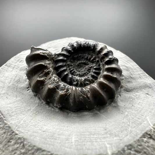 Gagaticeras Ammonite fossil with box and stand - Whitby, North Yorkshire Jurassic Coast Yorkshire Fossils