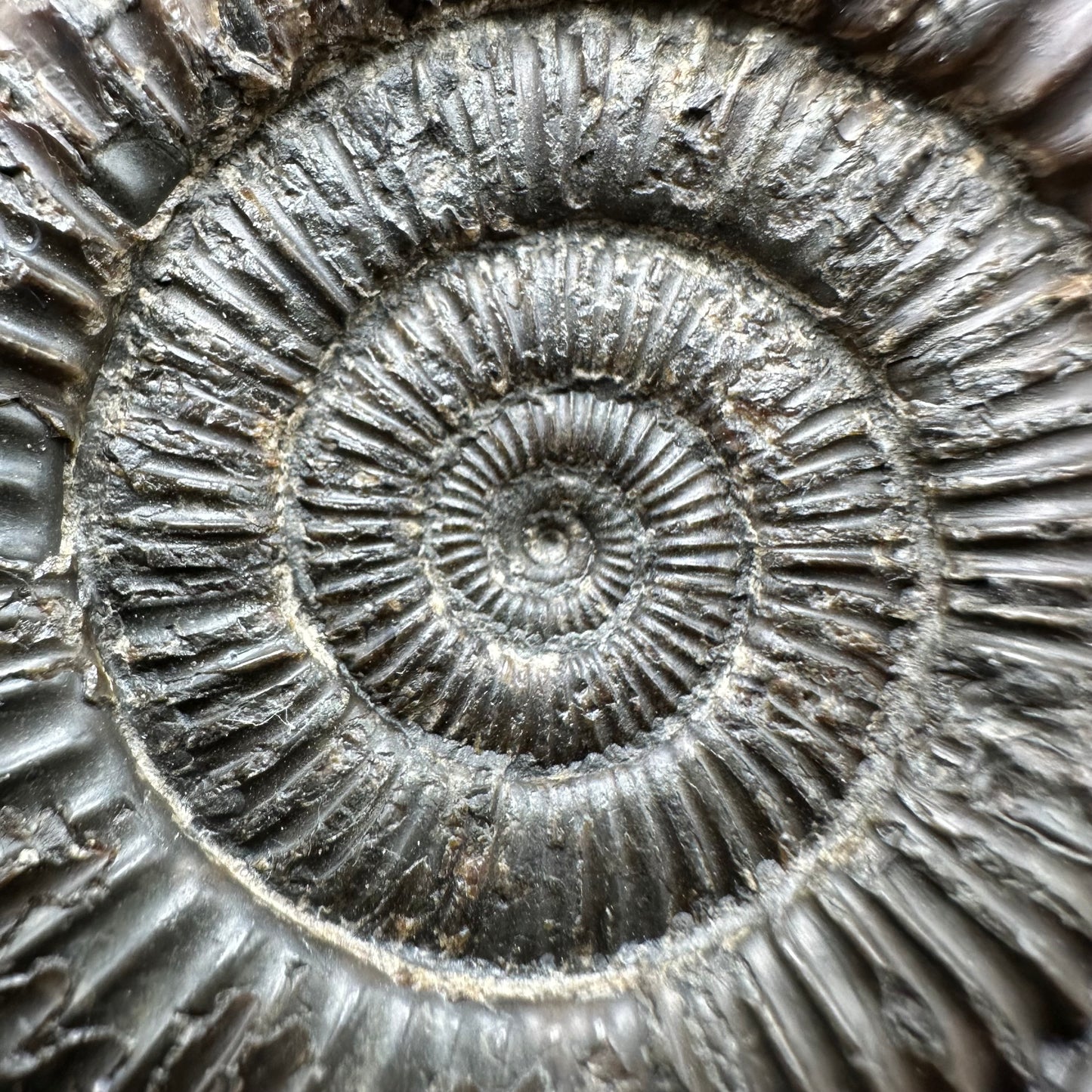 Dactylioceras Ammonite Fossil With Box And Stand - Whitby, North Yorkshire Jurassic Coast Yorkshire Fossils