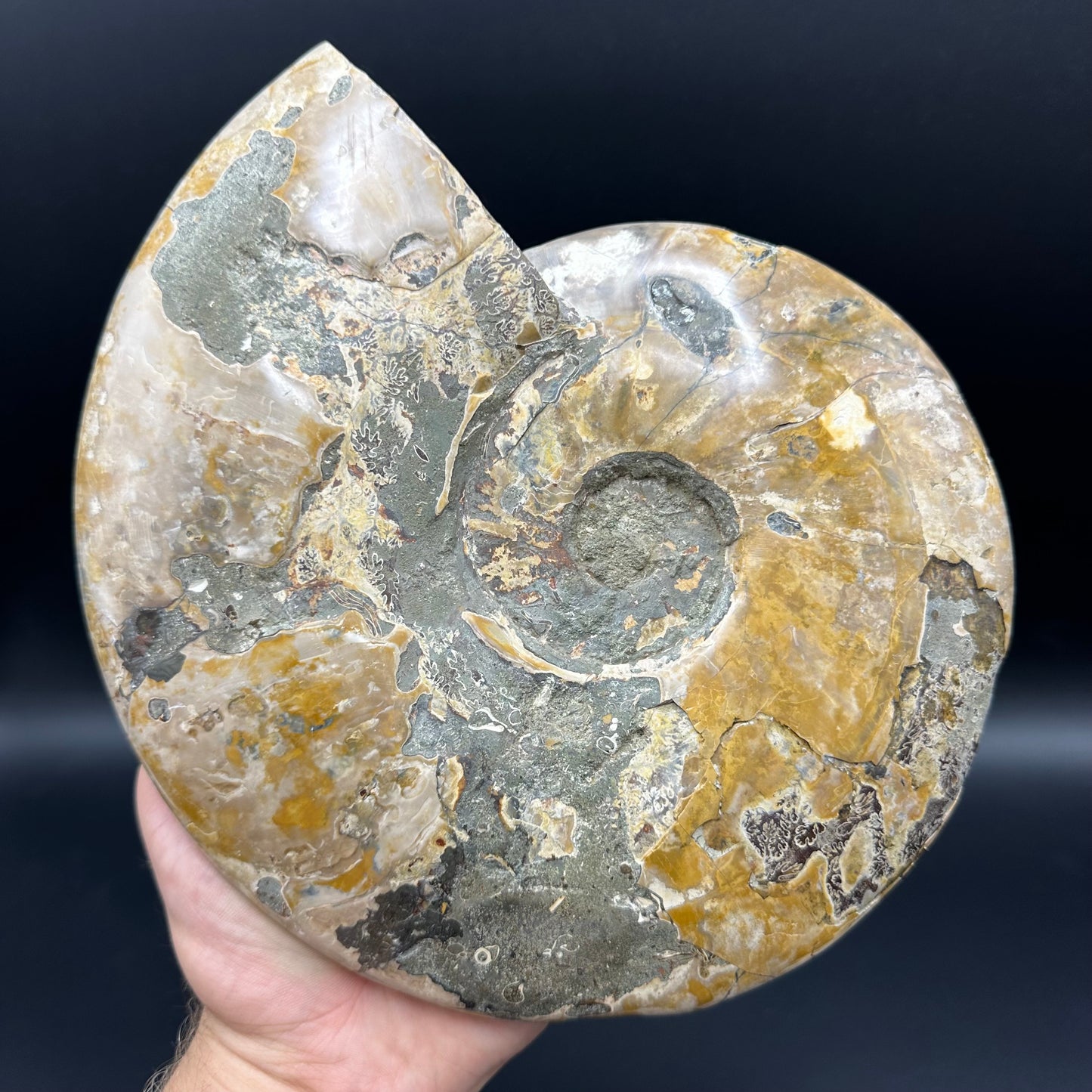 Cleoniceras Ammonite Fossil With Stand - Cretaceous Ammonite Madagascar