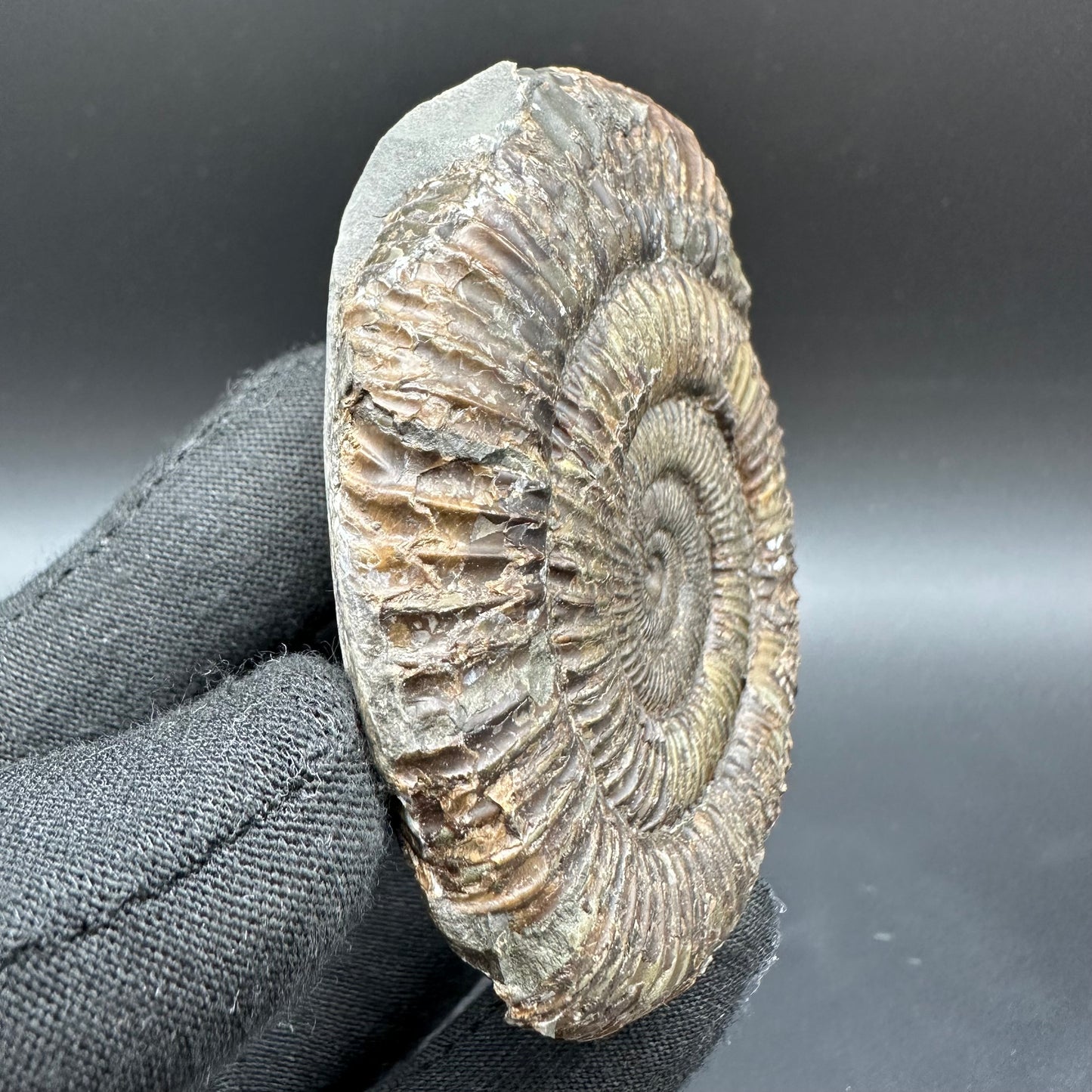 Dactylioceras Ammonite Fossil With Box And Stand - Whitby, North Yorkshire Jurassic Coast Yorkshire Fossils