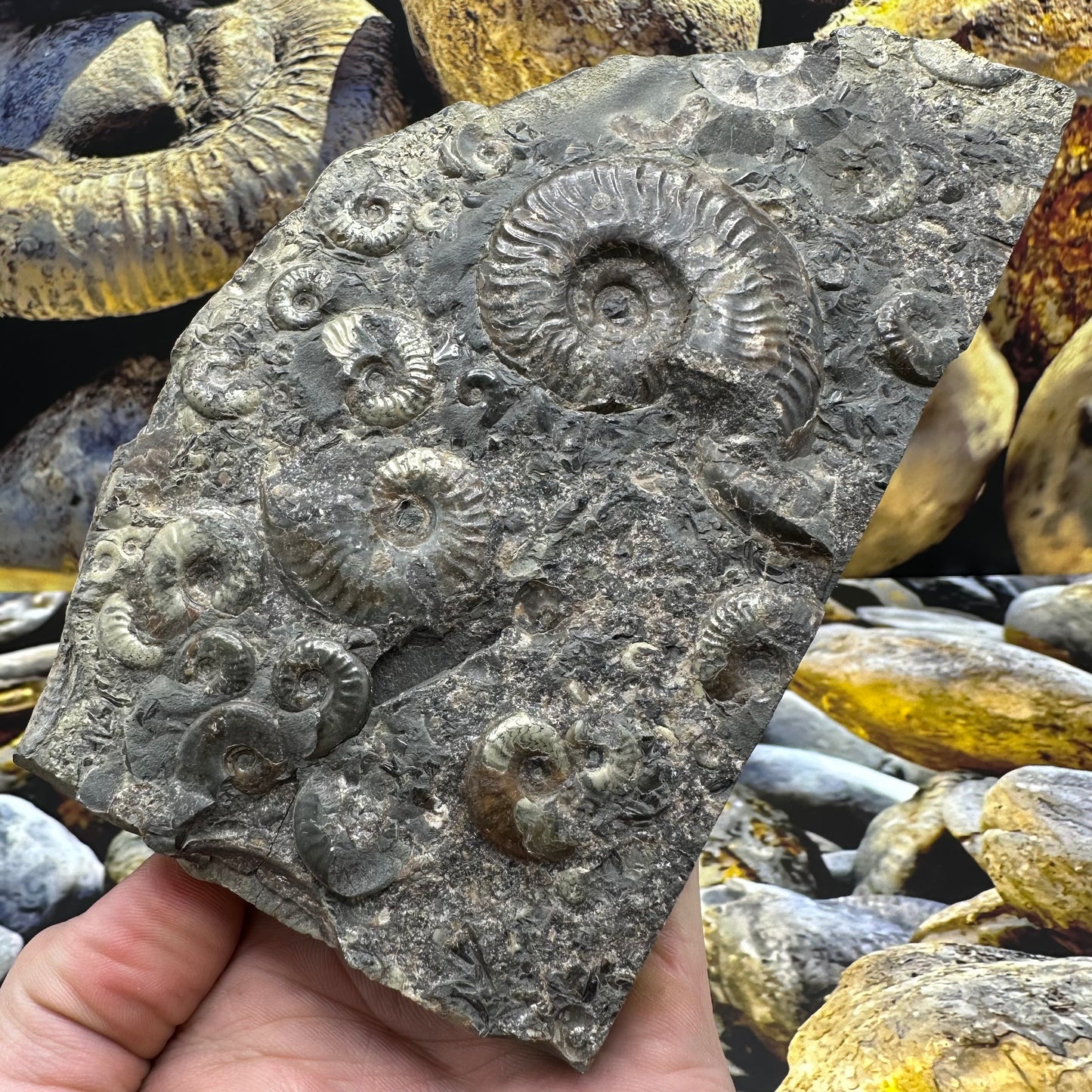 Eleganticeras Elegantulum ammonite fossil - Whitby, North Yorkshire Jurassic Coast Yorkshire Fossils