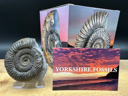 Dactylioceras Ammonite Fossil With box and Stand - Whitby, North Yorkshire Jurassic Coast Yorkshire Fossils