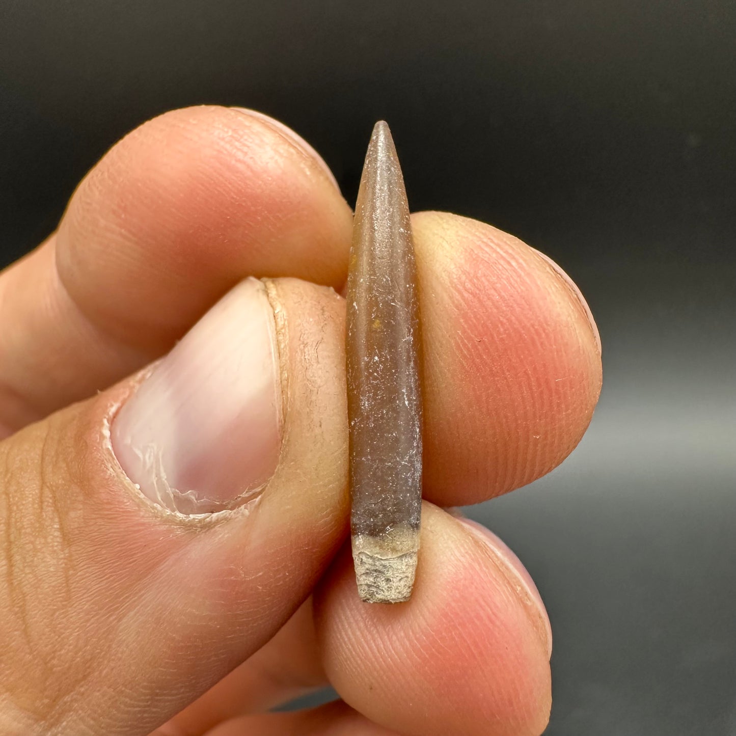Hibolite (Fossil Squid) shell fossil - Whitby, North Yorkshire Jurassic Coast Yorkshire Fossils
