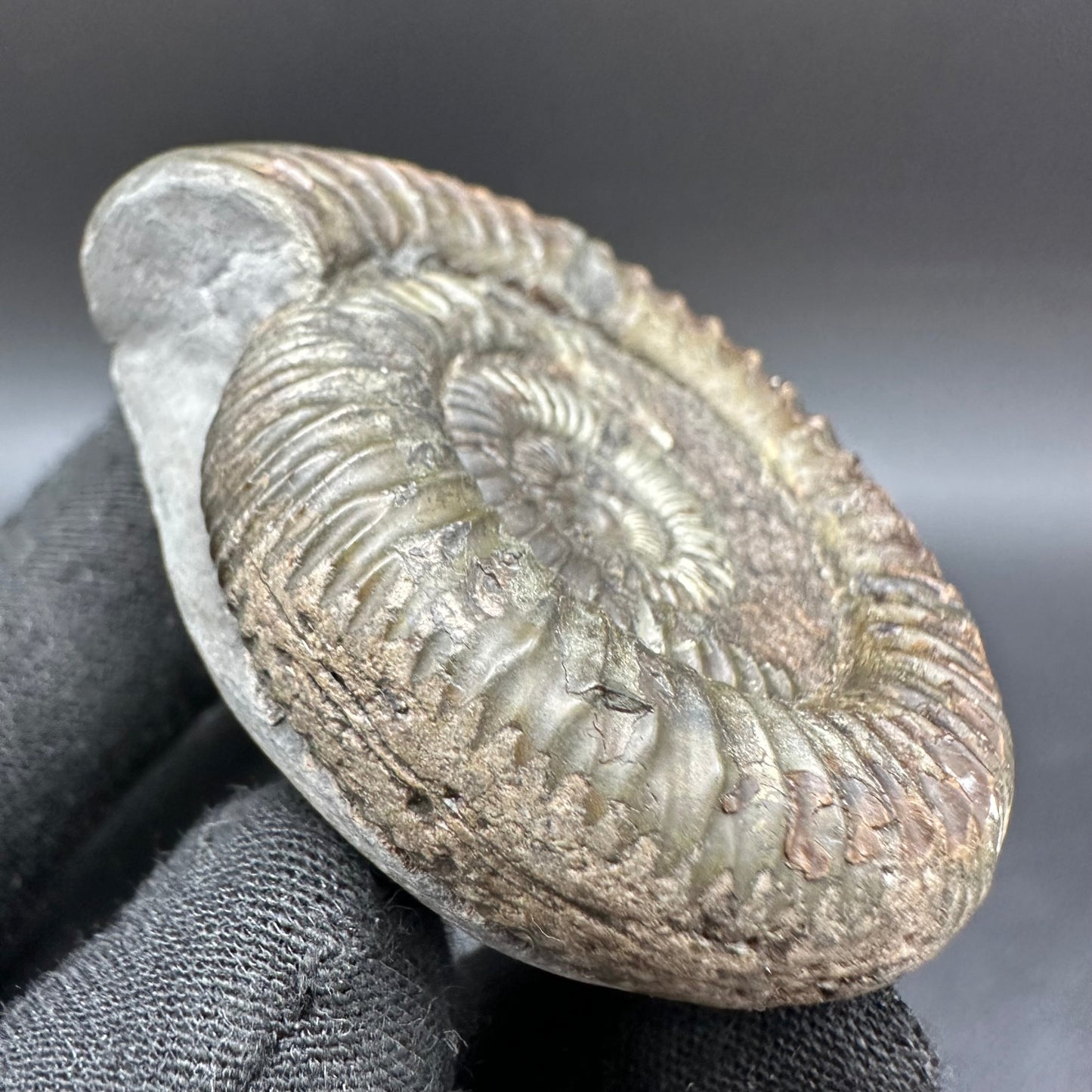 Dactylioceras Ammonite Fossil With Box And Stand - Whitby, North Yorkshire Jurassic Coast Yorkshire Fossils