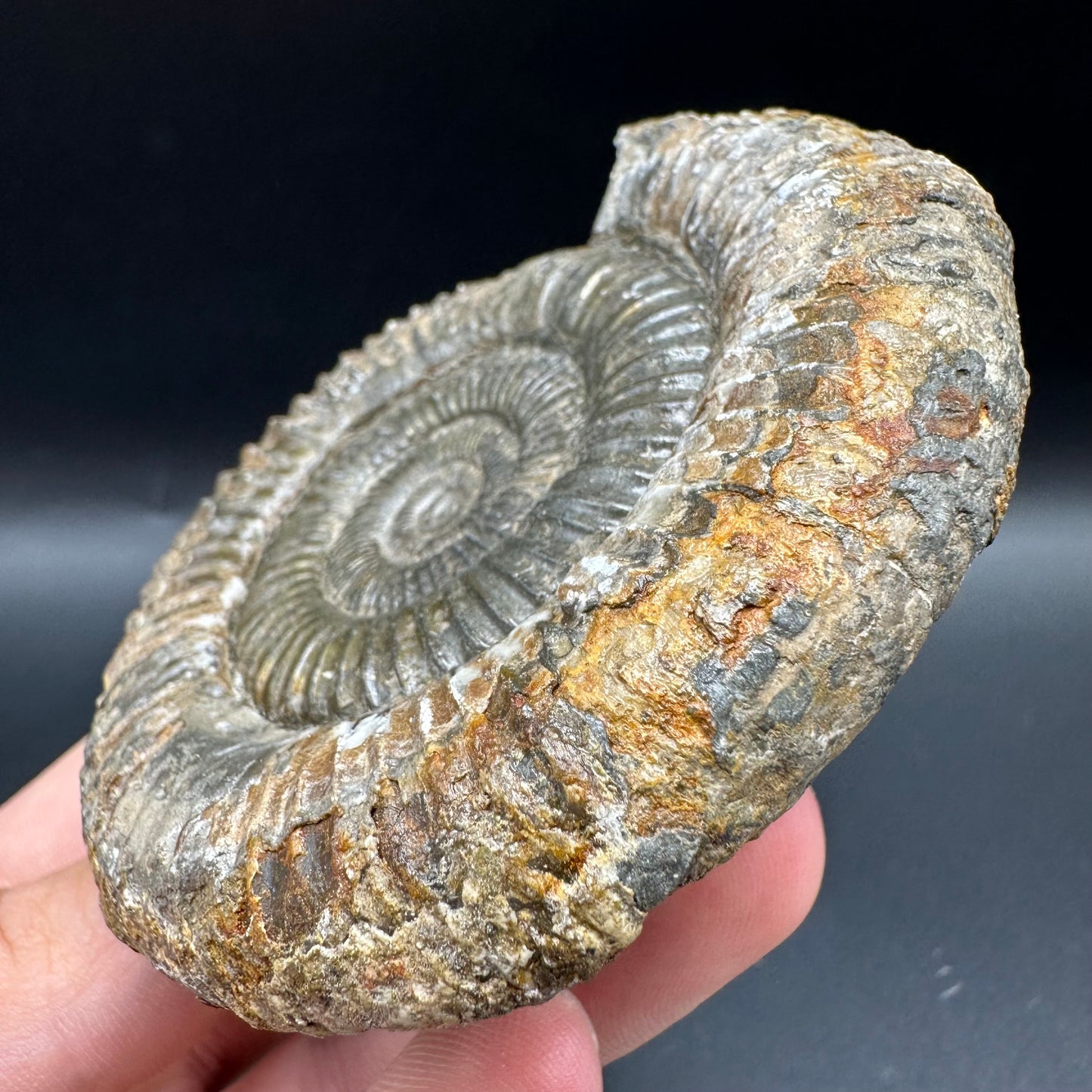 Dactylioceras Ammonite Fossil With Box And Stand - Whitby, North Yorkshire Jurassic Coast Yorkshire Fossils