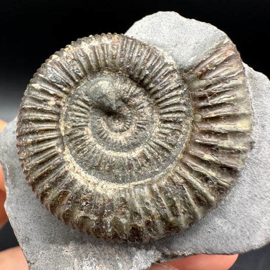 Dactylioceras Ammonite Fossil With Box And Stand - Whitby, North Yorkshire Jurassic Coast Yorkshire Fossils