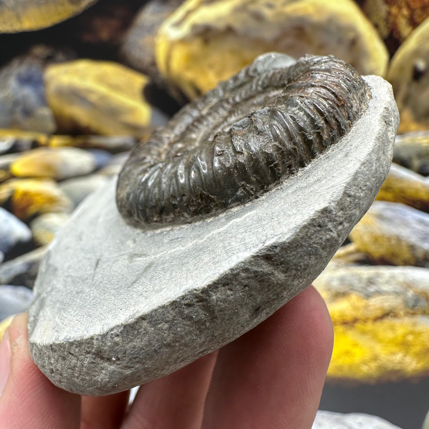 Dactylioceras ammonite fossil - Whitby, North Yorkshire Jurassic Coast