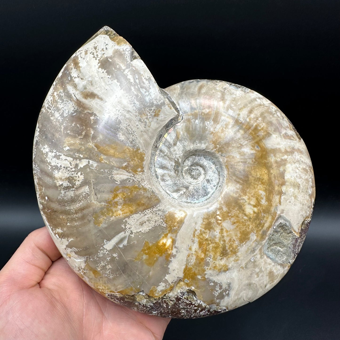 Cleoniceras Ammonite Fossil With Stand - Cretaceous Ammonite Madagascar