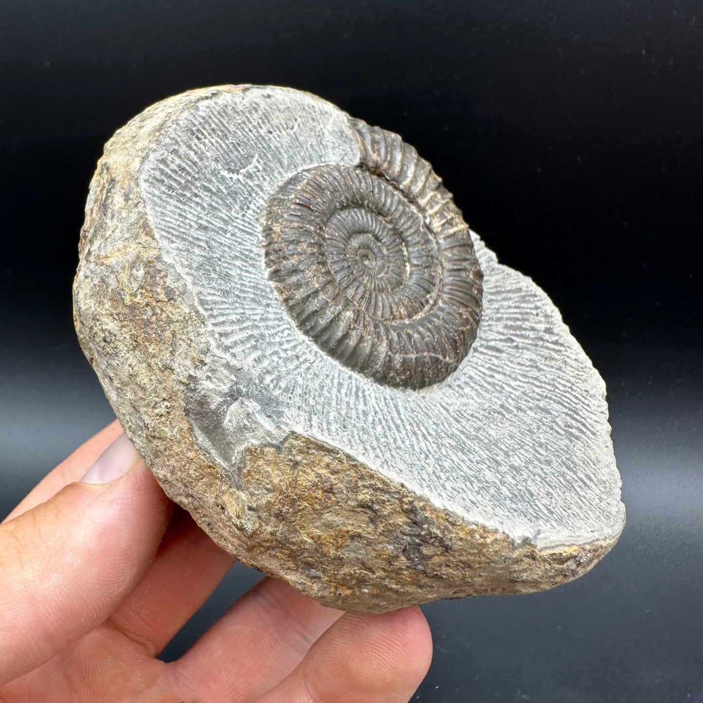Dactylioceras Ammonite Fossil With box and Stand - Whitby, North Yorkshire Jurassic Coast Yorkshire Fossils