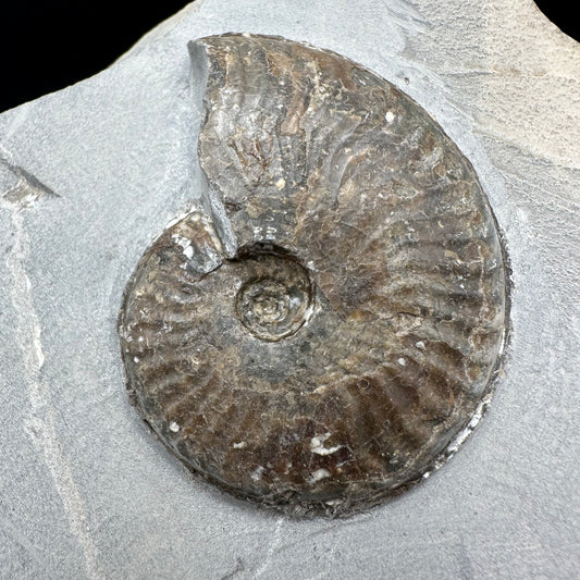 Pseudolioceras lythense Ammonite fossil with box and stand - Whitby, North Yorkshire, Yorkshire Fossils on the Jurassic Coast